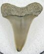 Fossil Mako Tooth - Calvert Cliffs, Maryland #26720-1